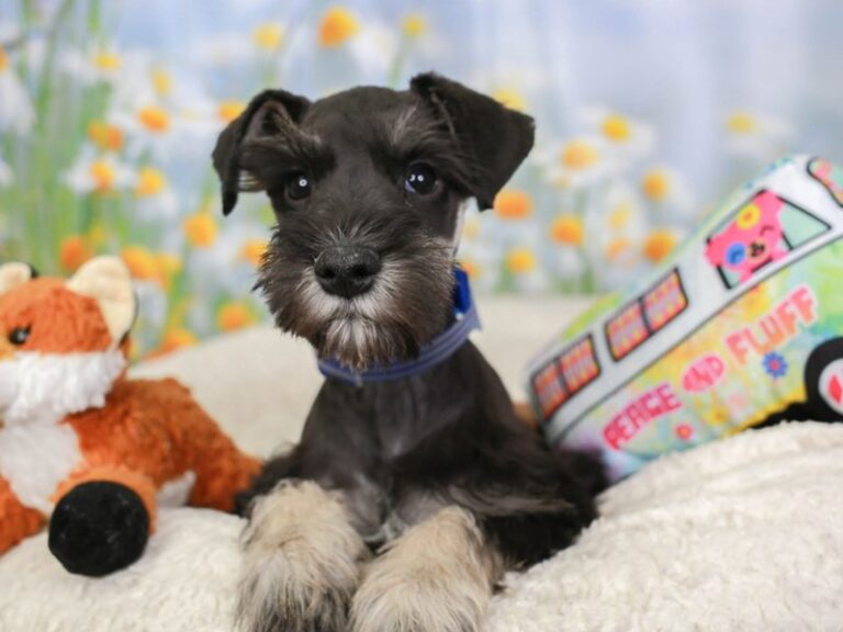Mini Schnauzer