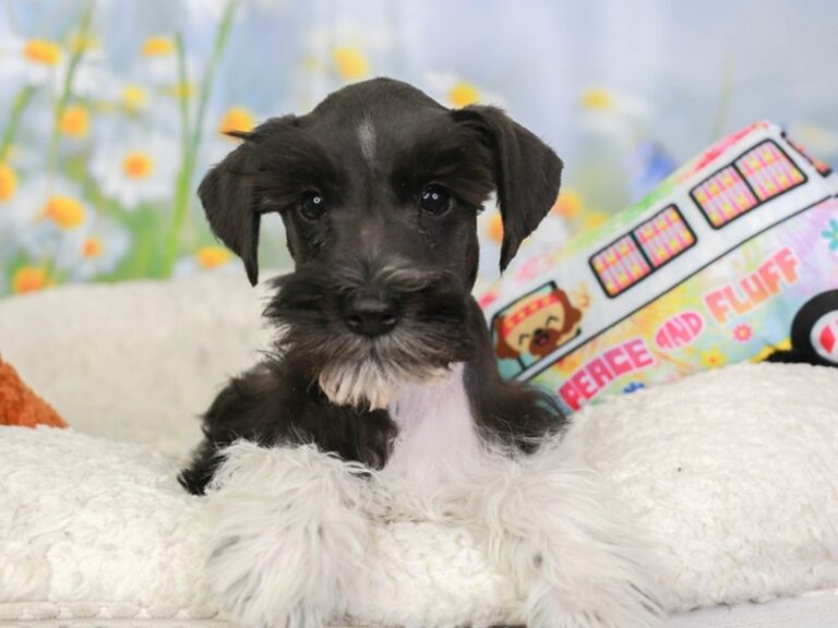 Mini Schnauzer