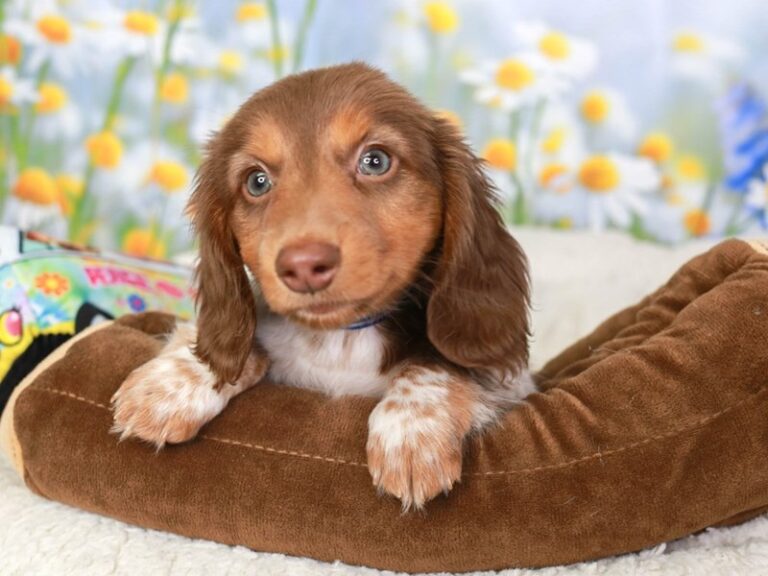 Dachshund
