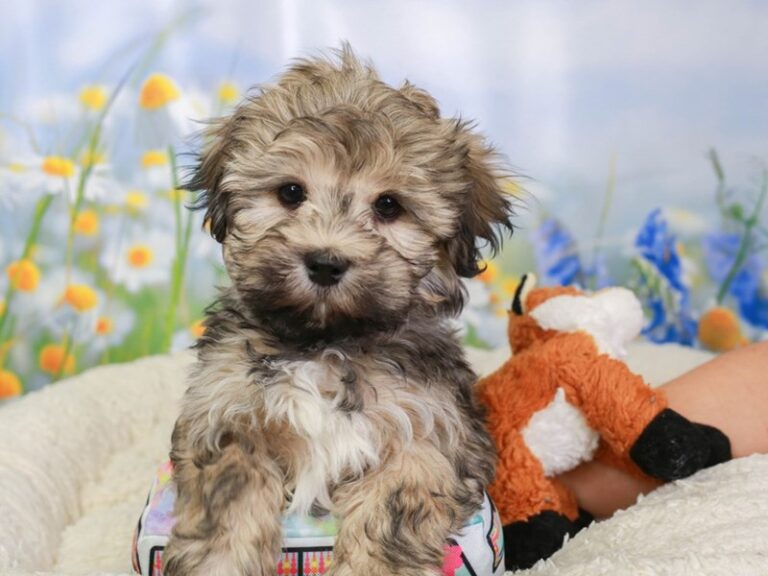 Havanese