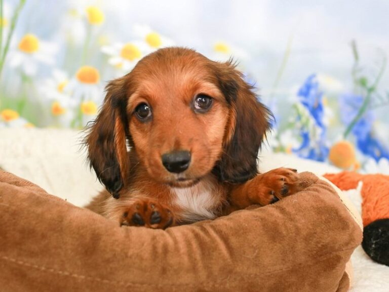 Dachshund