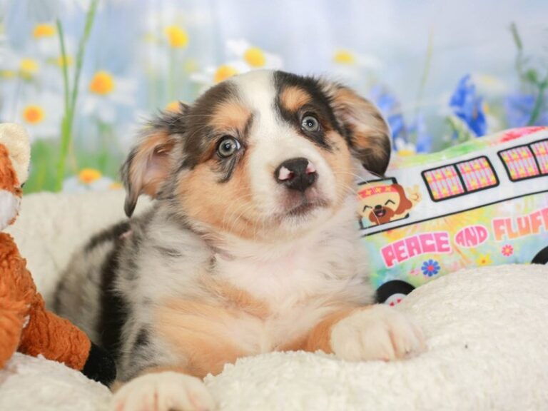 Mini Aussie