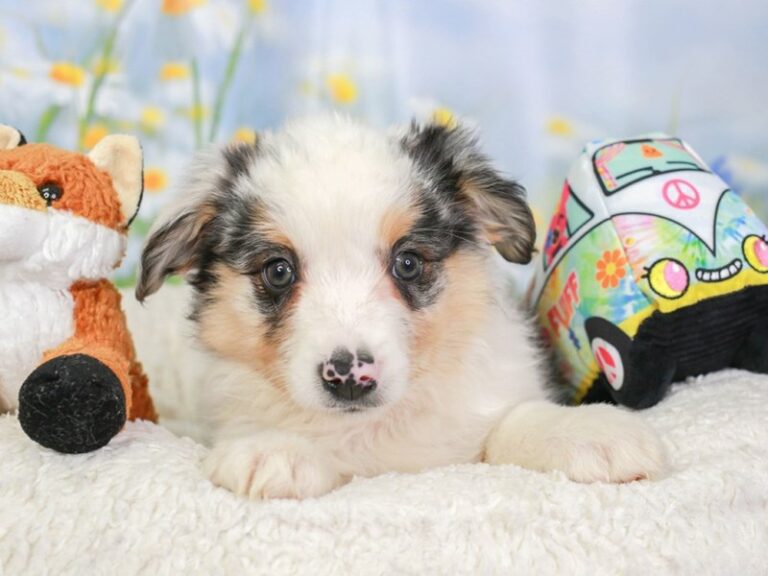 Mini Aussie