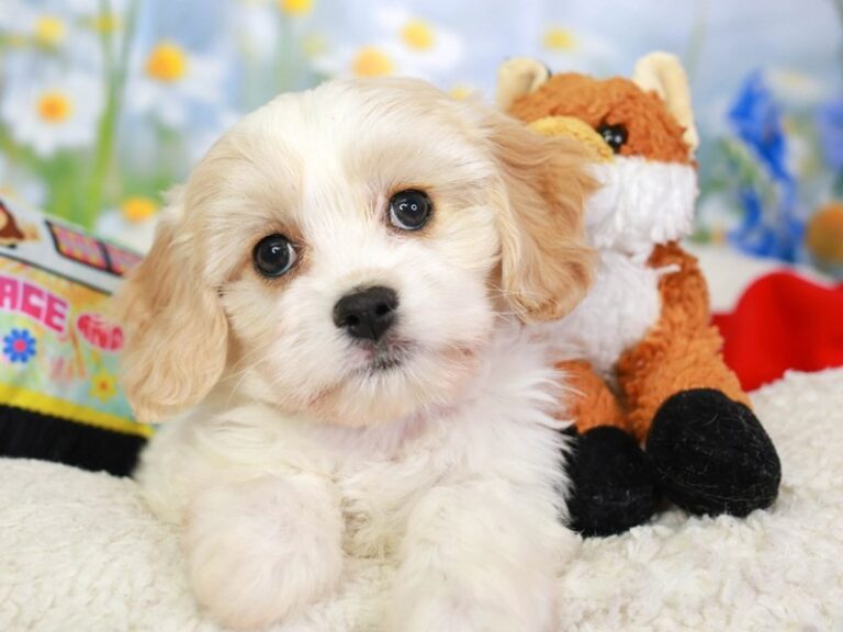 Cavachon