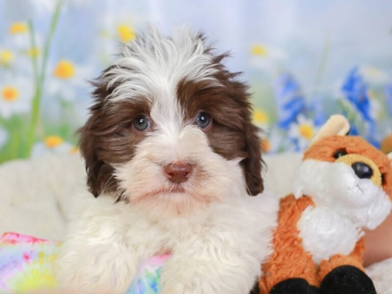 Havanese
