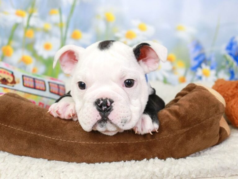 Olde English Bulldog