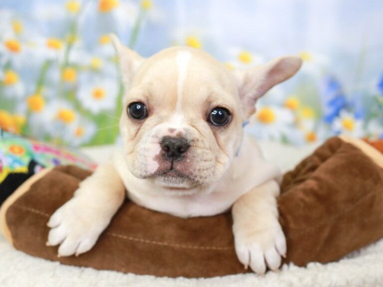 French Bulldog