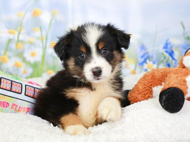 Mini Aussie