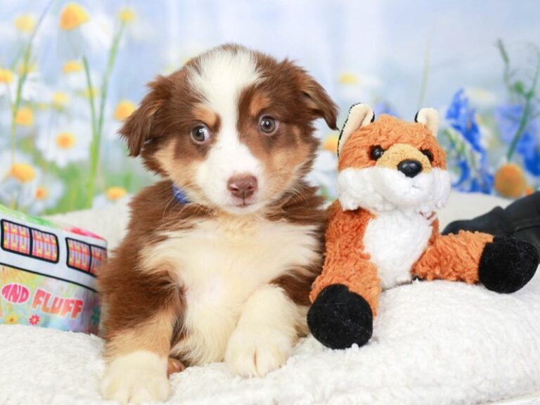 Mini Aussie