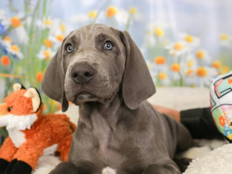 Weimaraner