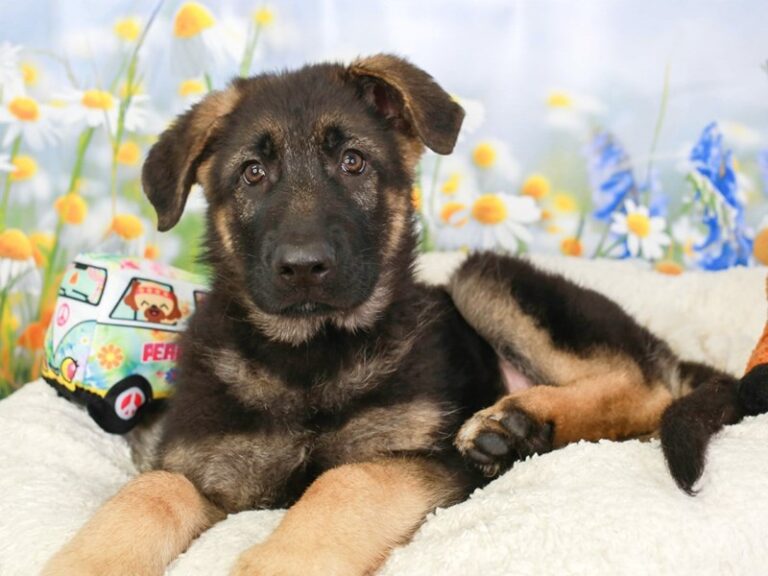 German Shepherd