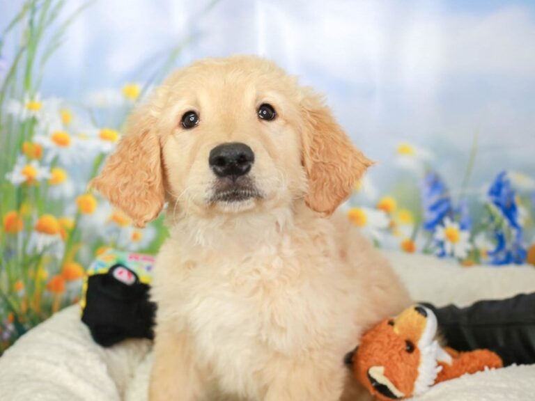 Golden Retriever