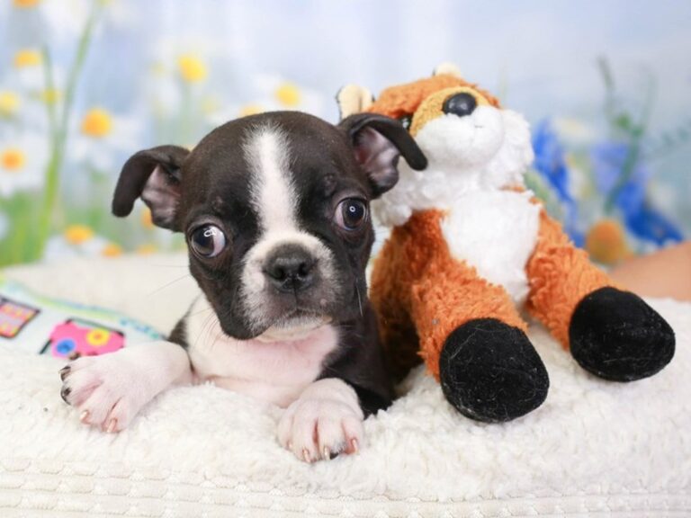 Boston Terrier