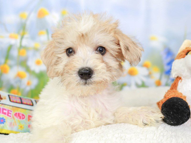 Schnoodle-Male-GLD WHI-3540363-Animal Kingdom | Puppies N Love