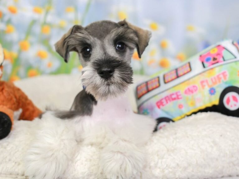 Mini Schnauzer