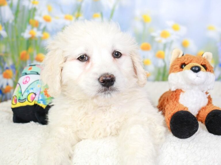 Goldendoodle