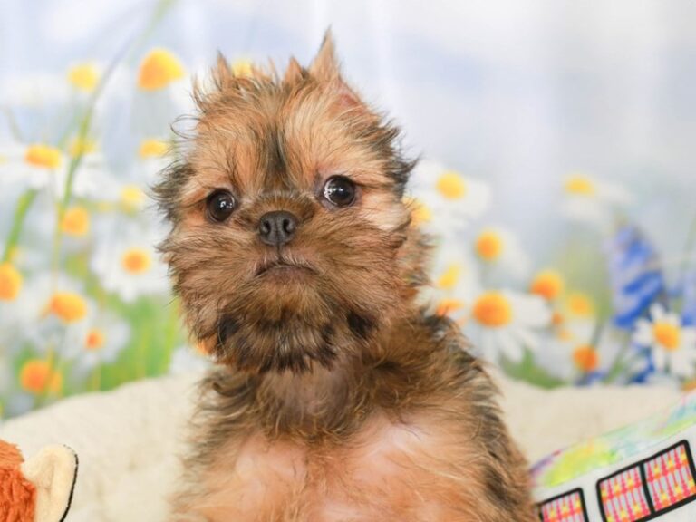 Brussels Griffon