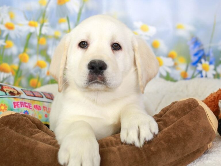 Labrador Retriever