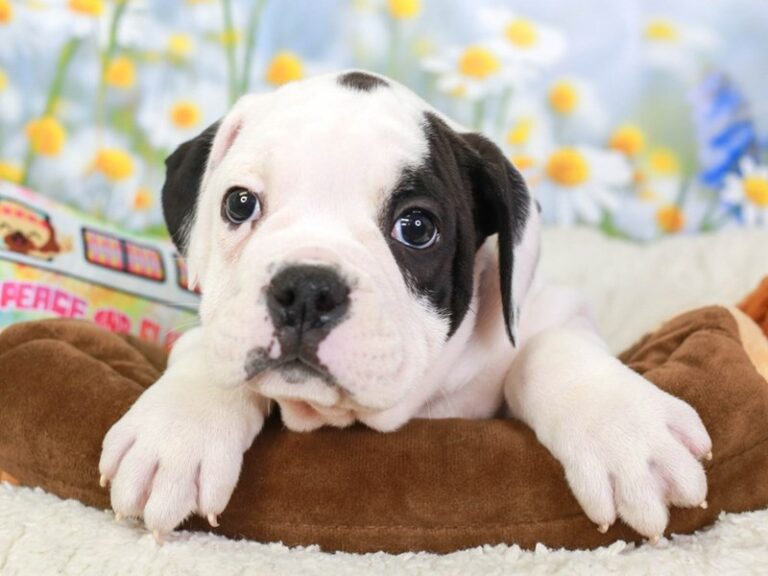 Olde English Bulldog