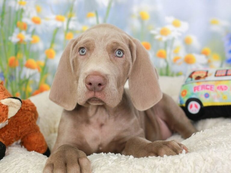 Weimaraner