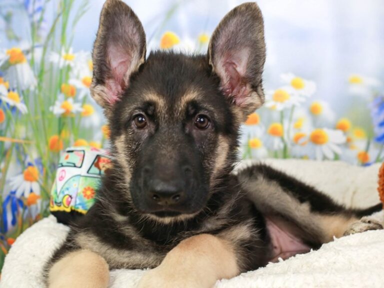 German Shepherd