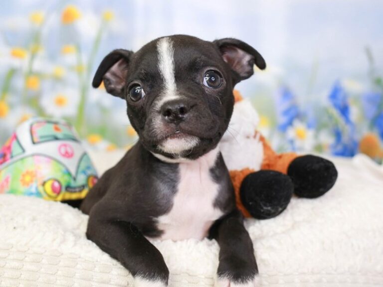 Boston Terrier