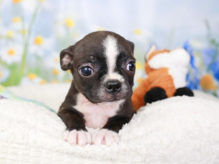 Boston Terrier