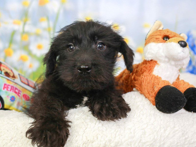 Schnoodle-Male-BLK-3540366-Animal Kingdom | Puppies N Love