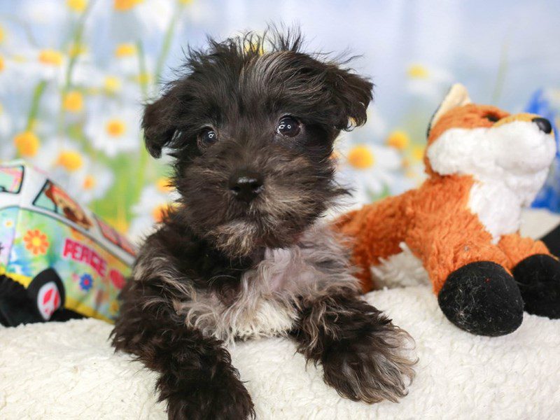 Schnoodle-Male-BLK TN-3540365-Animal Kingdom | Puppies N Love