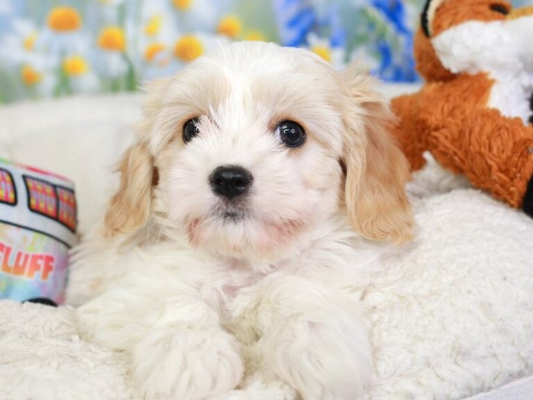 Cavachon
