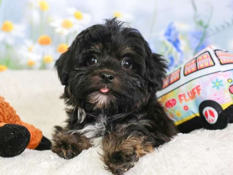Havanese