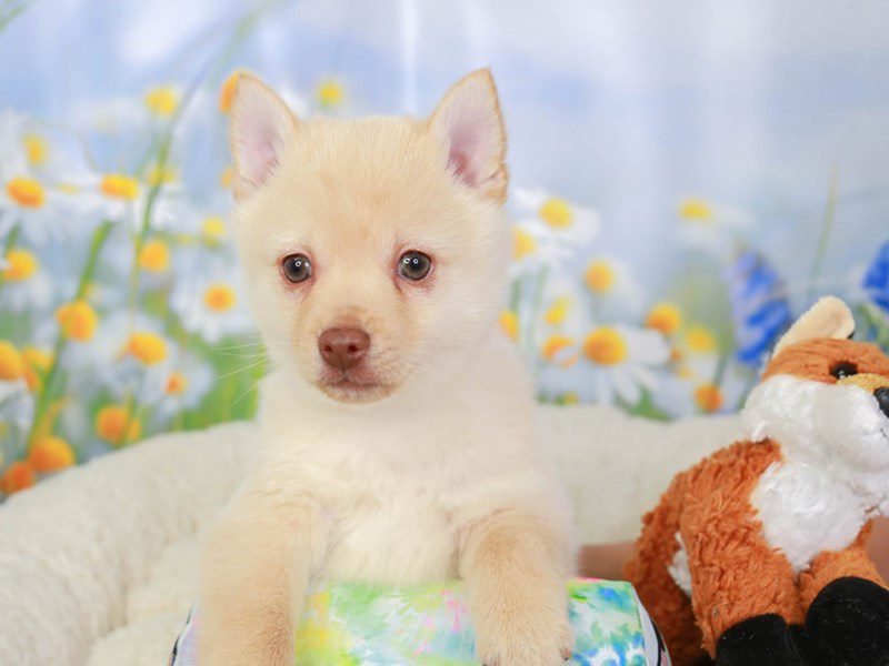 Schipperke-Male-cr-3539970-Animal Kingdom | Puppies N Love