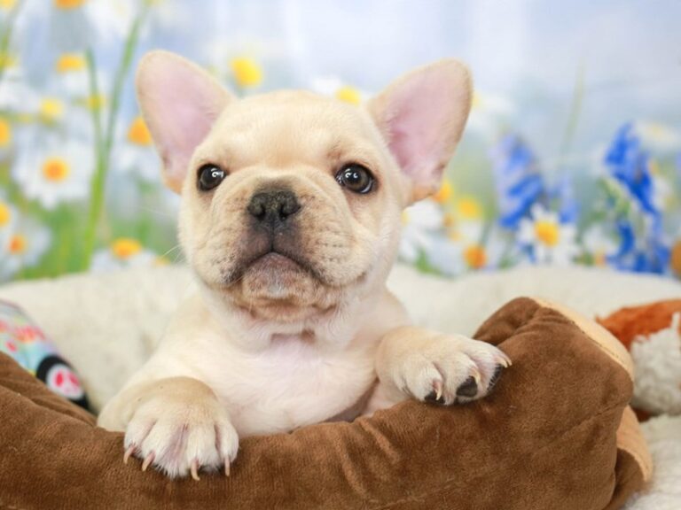 French Bulldog