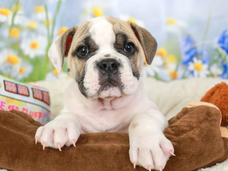 Olde English Bulldog