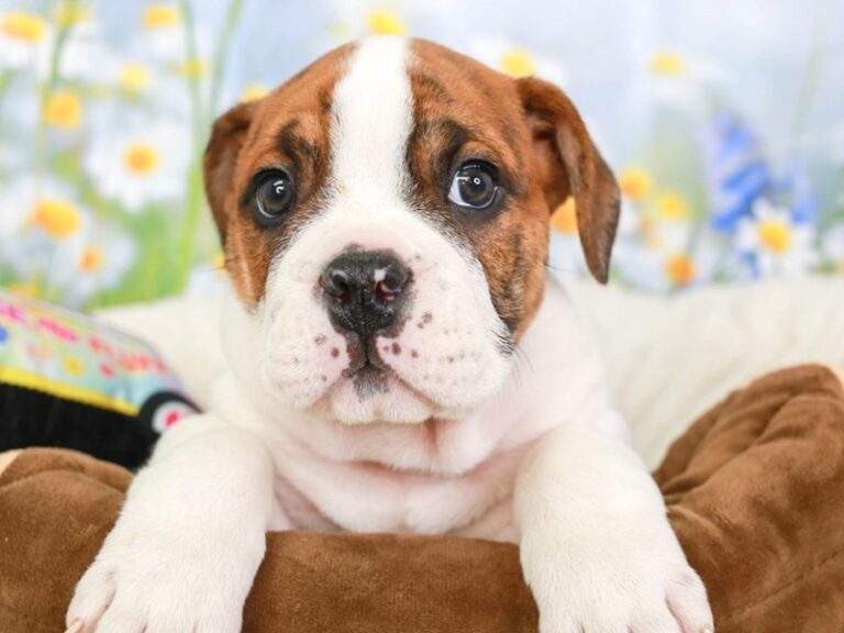 Olde English Bulldog