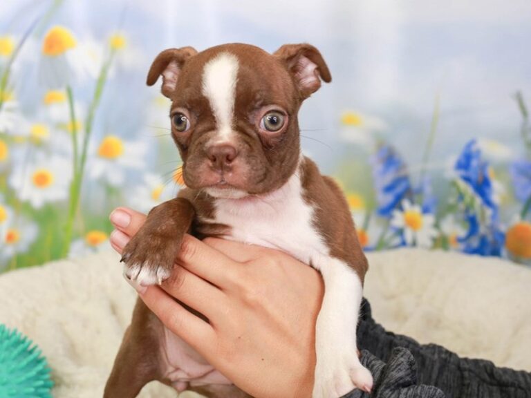 Boston Terrier