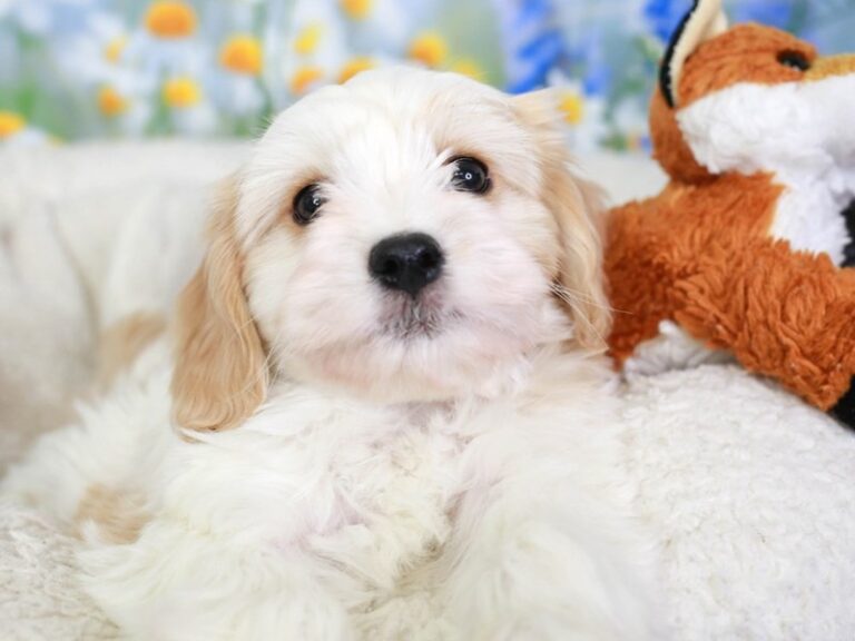 Cavachon