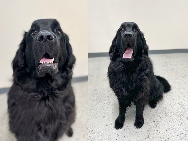 Newfoundland-Male-BLACK-2525824-Animal Kingdom | Puppies N Love