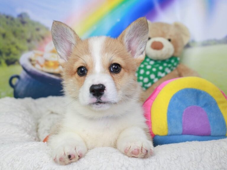 Pembroke Welsh Corgi