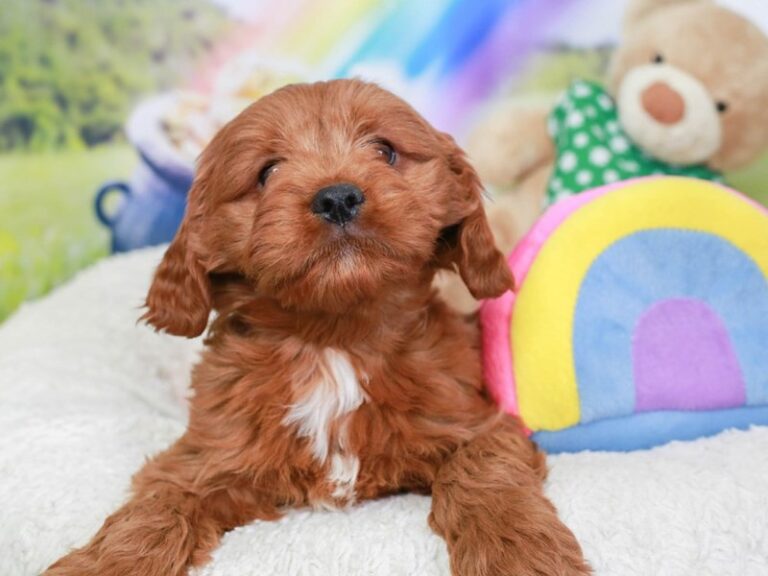Cavapoo