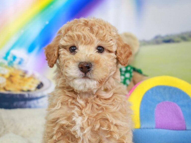 Mini Labradoodle