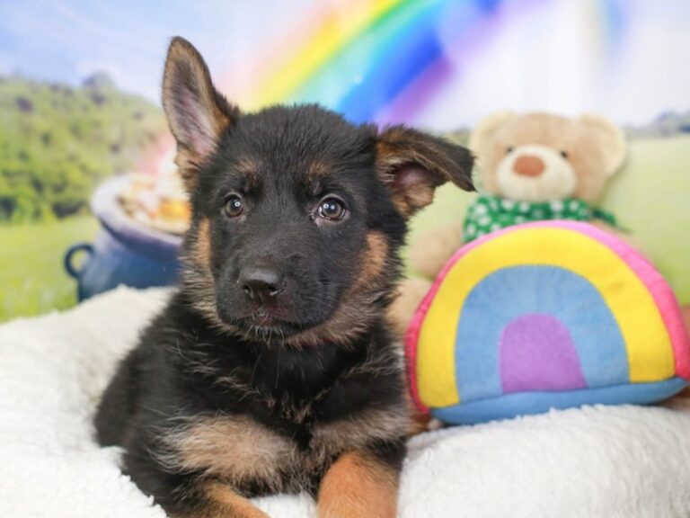 German Shepherd
