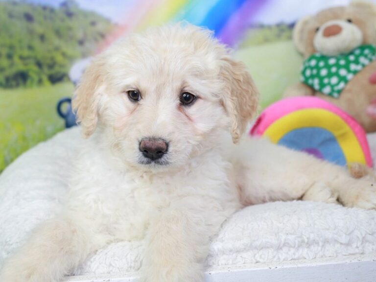 Goldendoodle