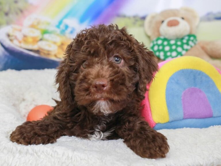 Mini Labradoodle