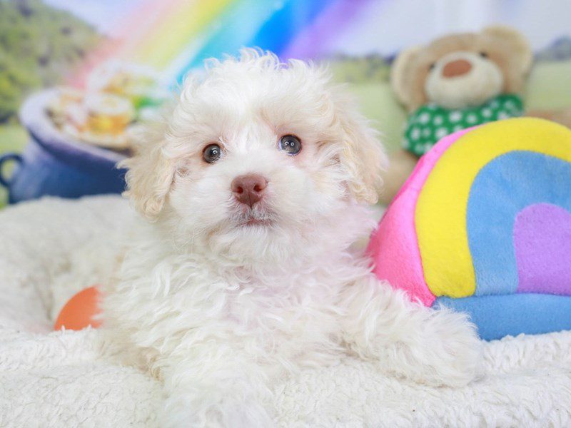 Shih Poo-Female-cream & white-3551395-Animal Kingdom | Puppies N Love