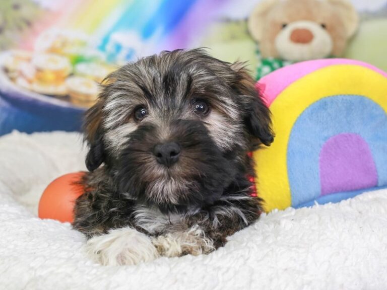Havanese