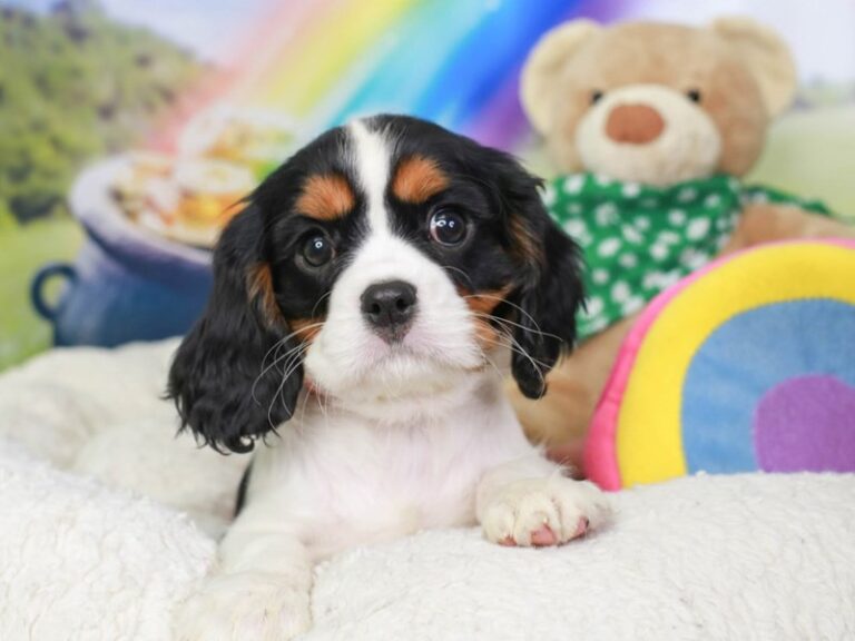 Cavalier King Charles