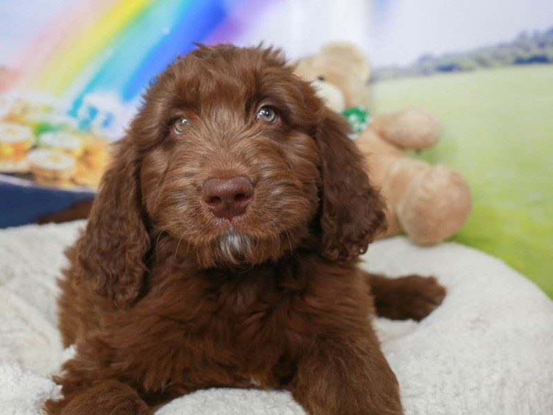 Newfiepoo-Male-chocolate-3551458-Animal Kingdom | Puppies N Love