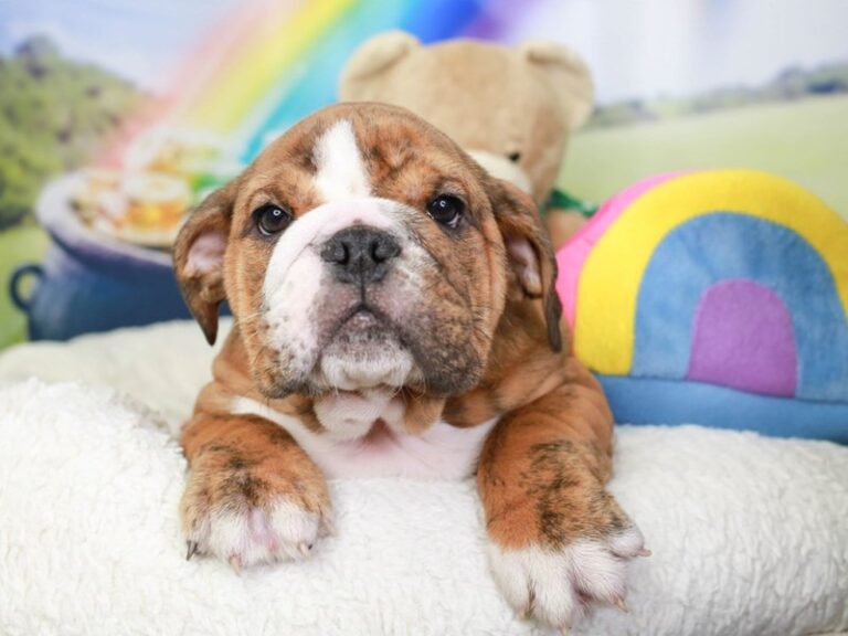 English Bulldog