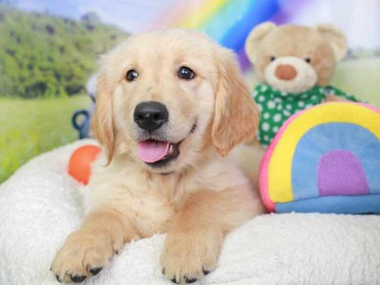 Golden Retriever